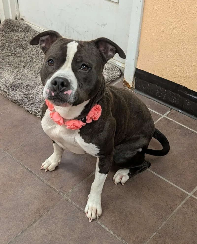 An adult medium-sized female White / Cream American Staffordshire Terrier dog named Moonlight for adoption in Cleburne, TX