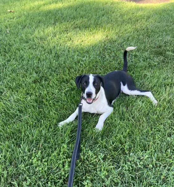 A young medium-sized male Black Border Collie dog named Charlie for adoption in Davis, CA