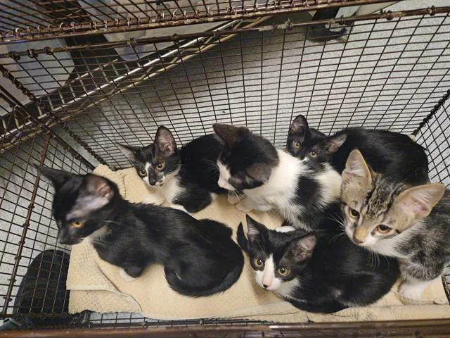 A baby small-sized female Domestic Short Hair cat named Margo for adoption in Tustin, CA