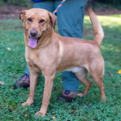 An adult large-sized male Mixed Breed dog named Capybara for adoption in Chamblee, GA