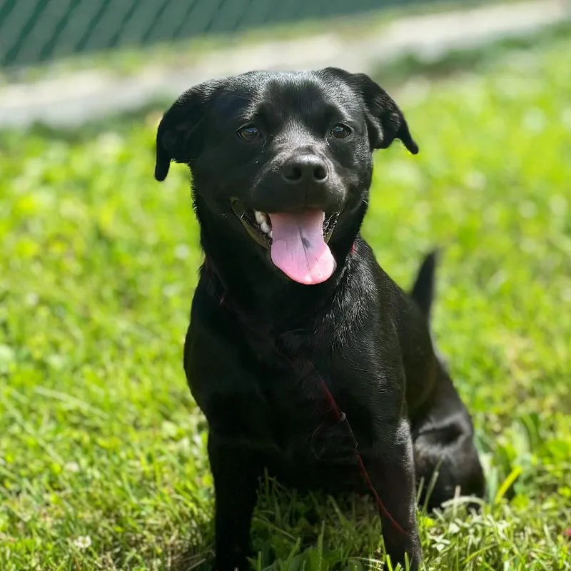 A young medium-sized female Black Mixed Breed dog named Indy for adoption in Nashville, IN