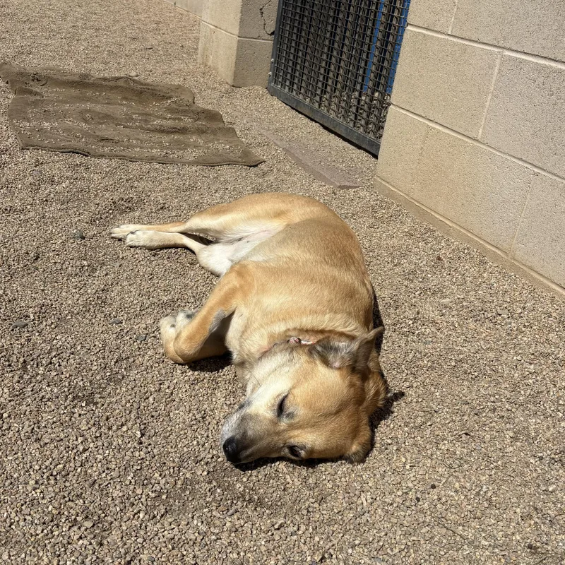 An adult medium-sized female German Shepherd Dog dog named Ganja for adoption in Phoenix, AZ