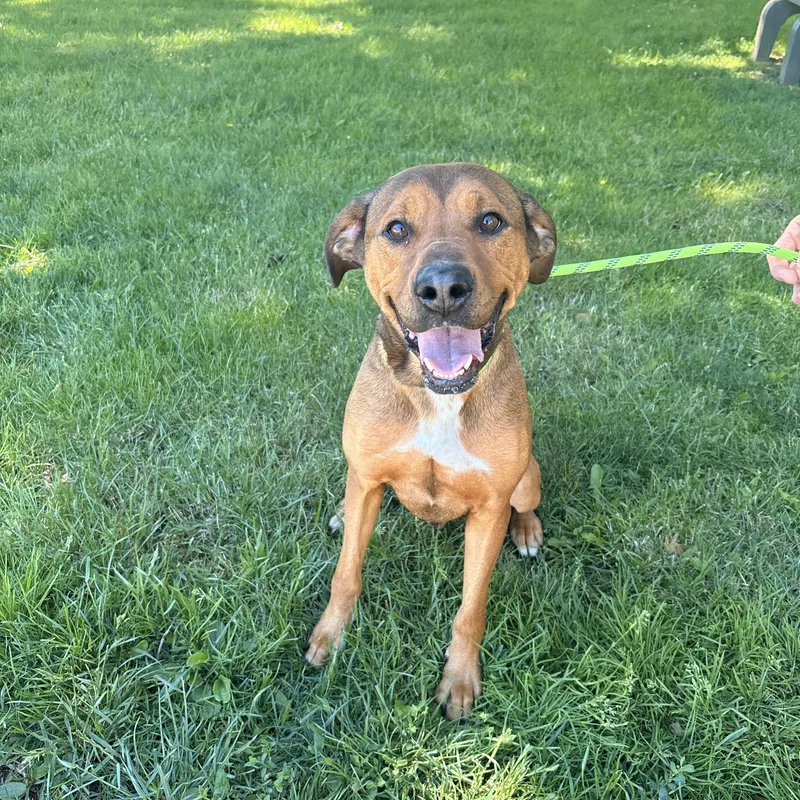 An adult medium-sized male Brown / Chocolate Black Mouth Cur dog named Bo for adoption in Medina, OH