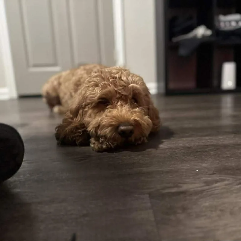 Bruno thumbnail 4