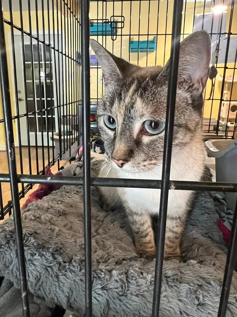 An adult medium-sized female Tabby (Gray / Blue / Silver) Siamese cat named Whiskey for adoption in Greensboro, NC