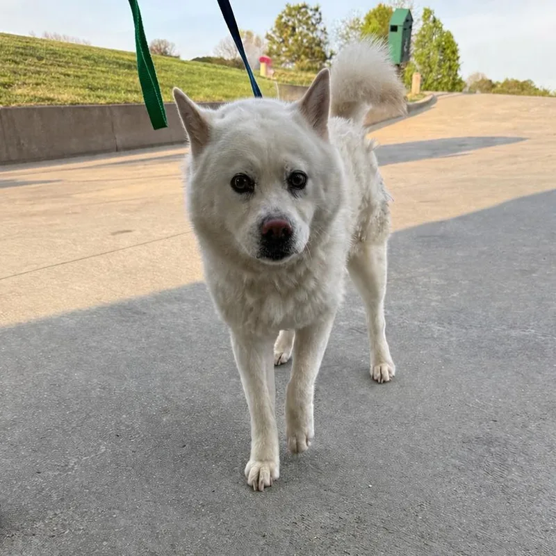An adult medium-sized female Husky dog named Dutchess for adoption in Cumming, GA