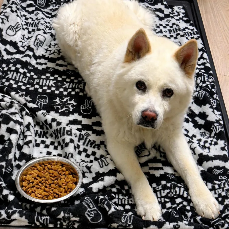 Dutchess thumbnail 2