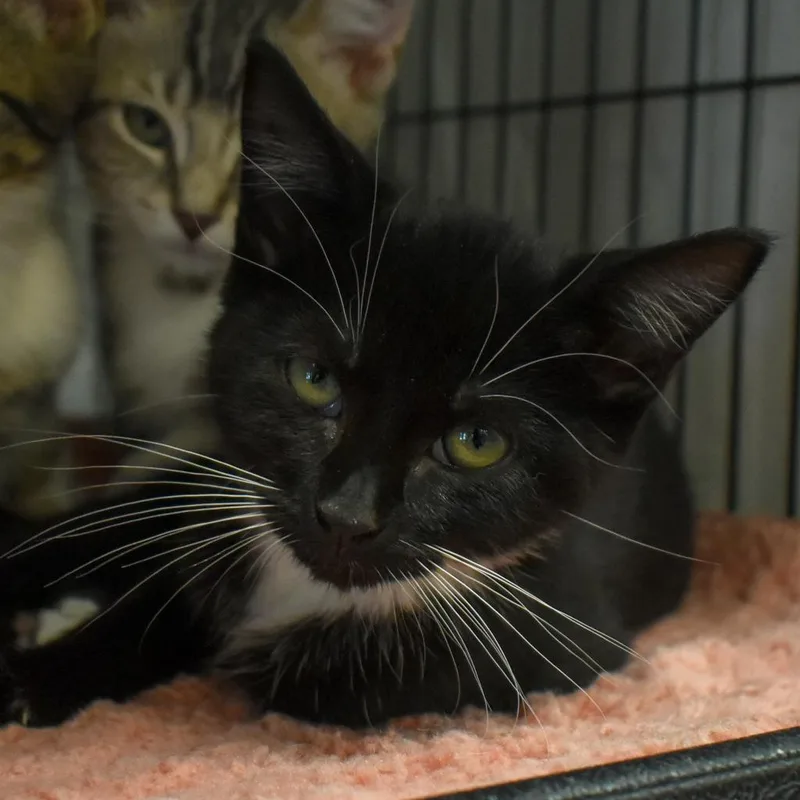 Spaghetti thumbnail 2