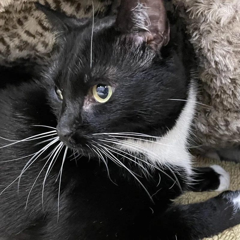 Spaghetti thumbnail 3