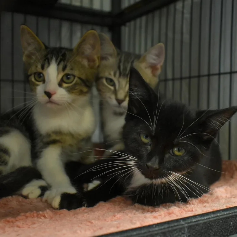 Spaghetti thumbnail 4