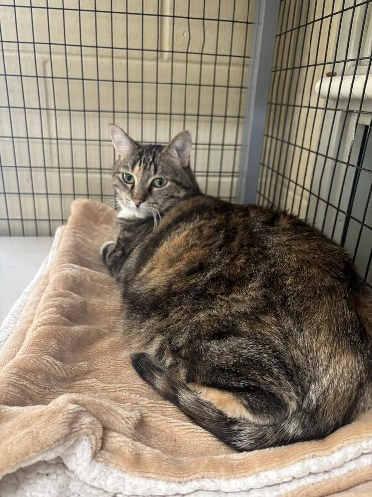 An adult small-sized female Gray & White Domestic Short Hair cat named French Fry for adoption in Kalamazoo, MI