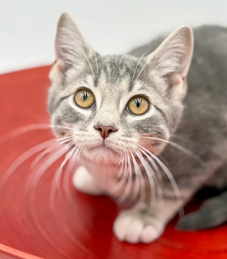 Ragoon Is Our Heartthrob! thumbnail 2