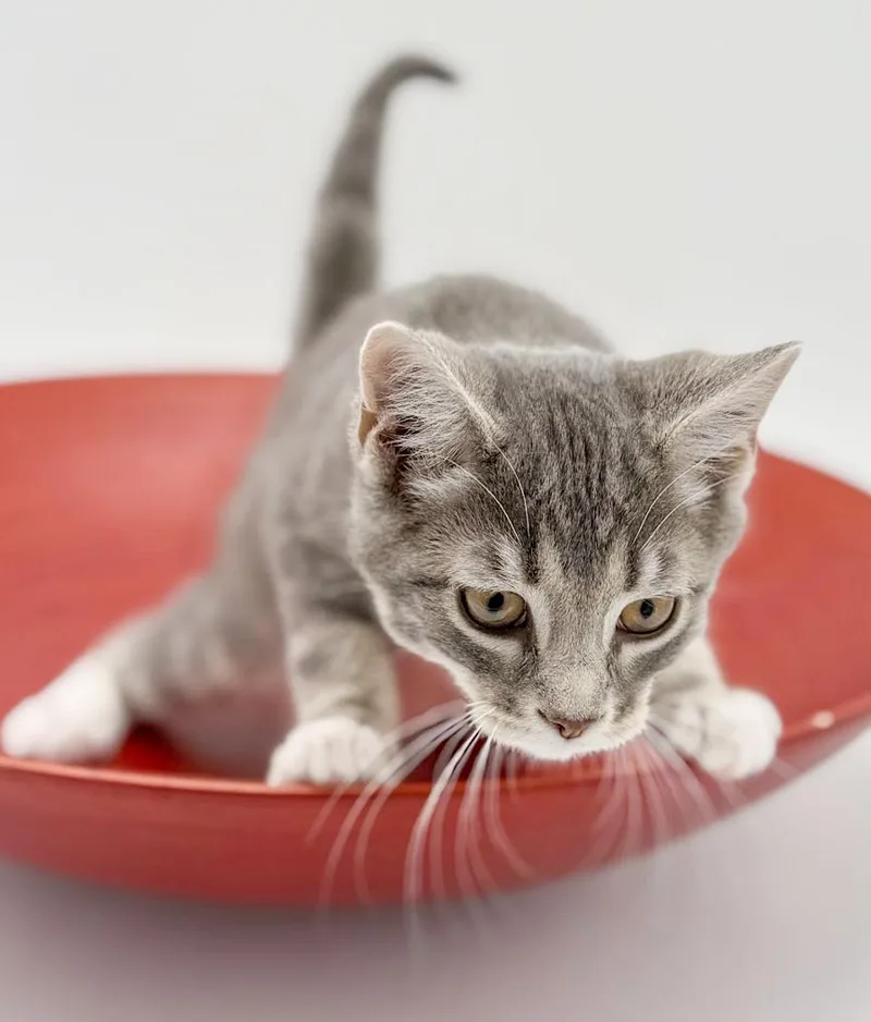 Ragoon Is Our Heartthrob! thumbnail 3