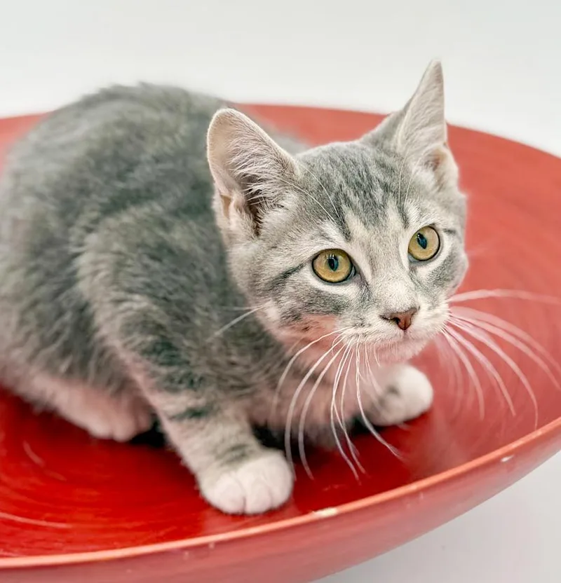 Ragoon Is Our Heartthrob! thumbnail 4