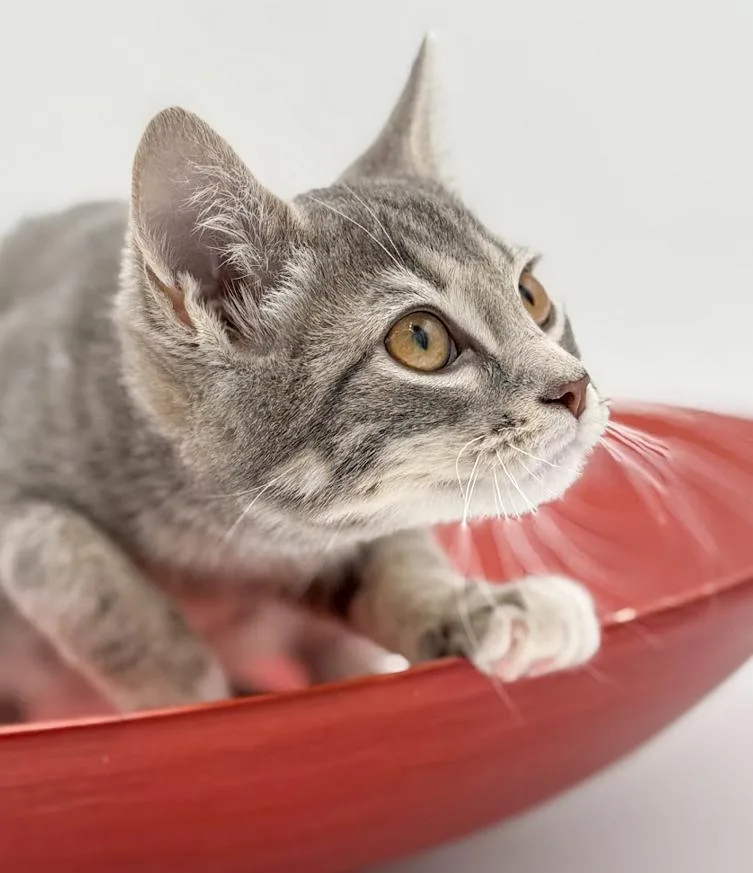 Ragoon Is Our Heartthrob! thumbnail 5