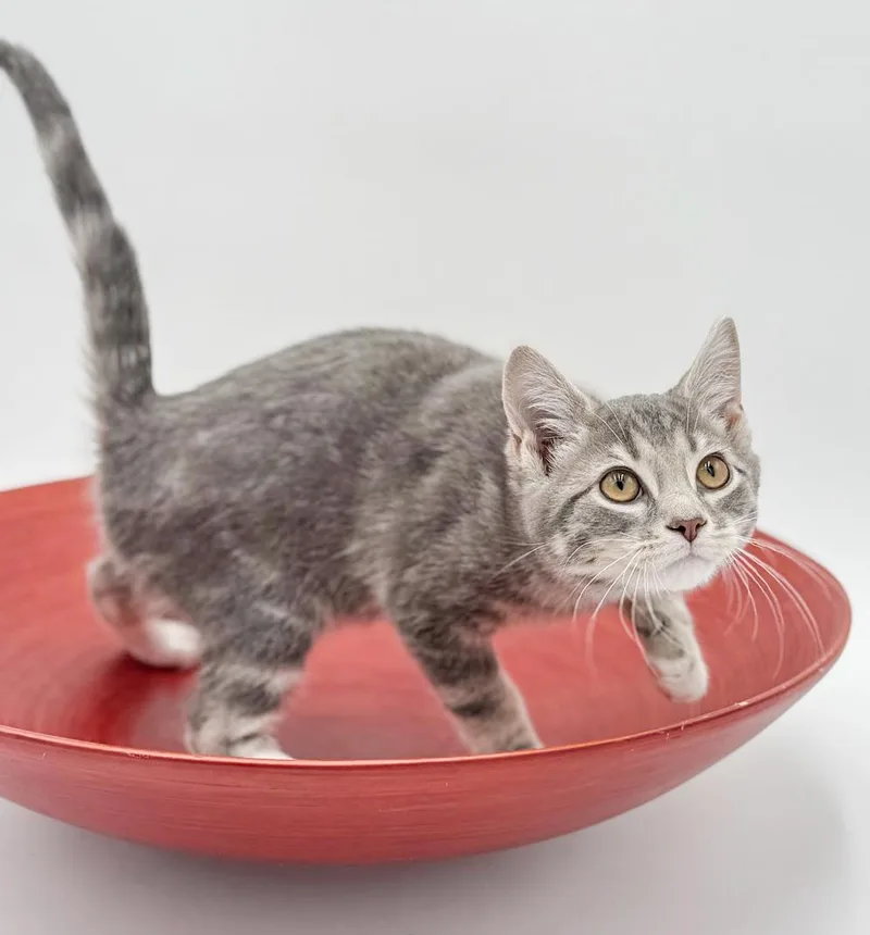 Ragoon Is Our Heartthrob! thumbnail 6