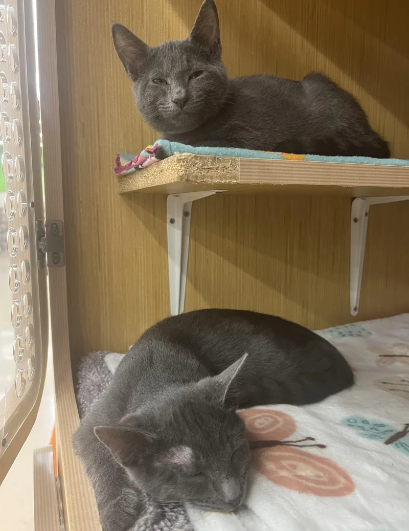 A baby small-sized male Gray / Blue / Silver Domestic Short Hair cat named Gene & Levi for adoption in Manhattan, KS
