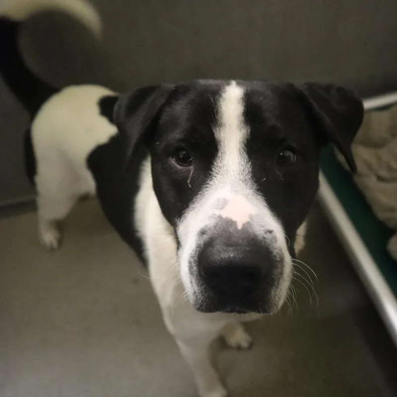 An adult medium-sized male White / Cream Mixed Breed dog named Max for adoption in Waukesha, WI