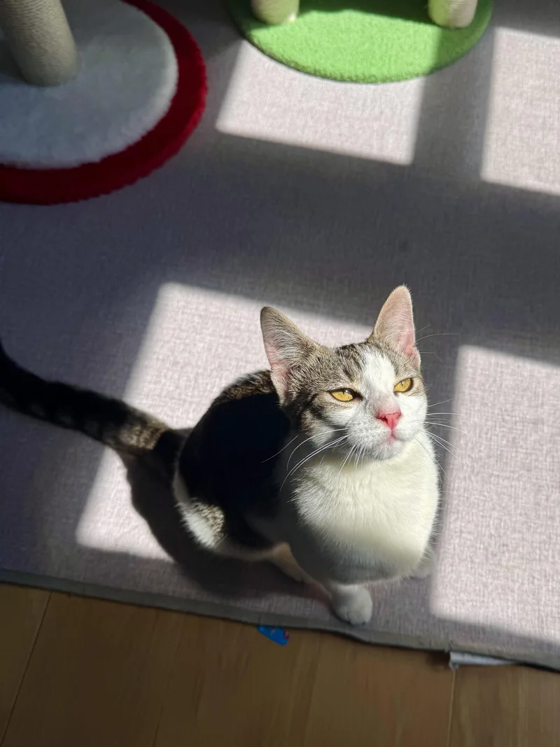 Miso thumbnail 2