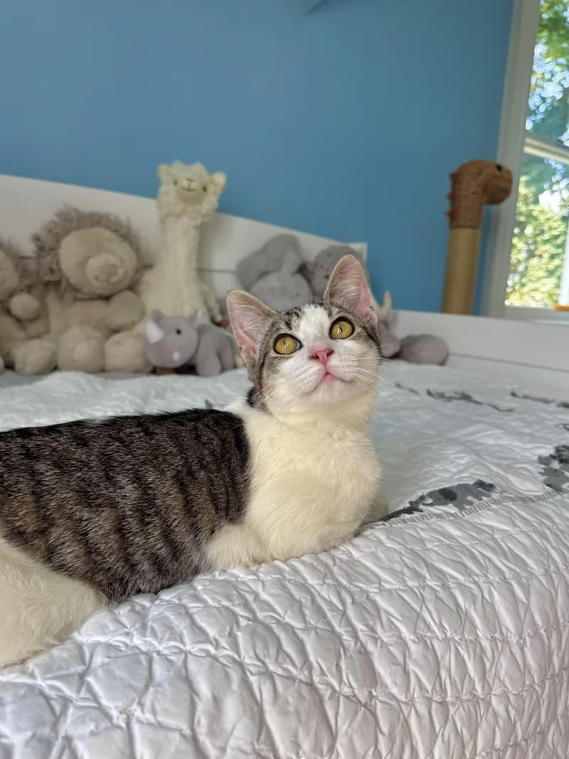 Miso thumbnail 3