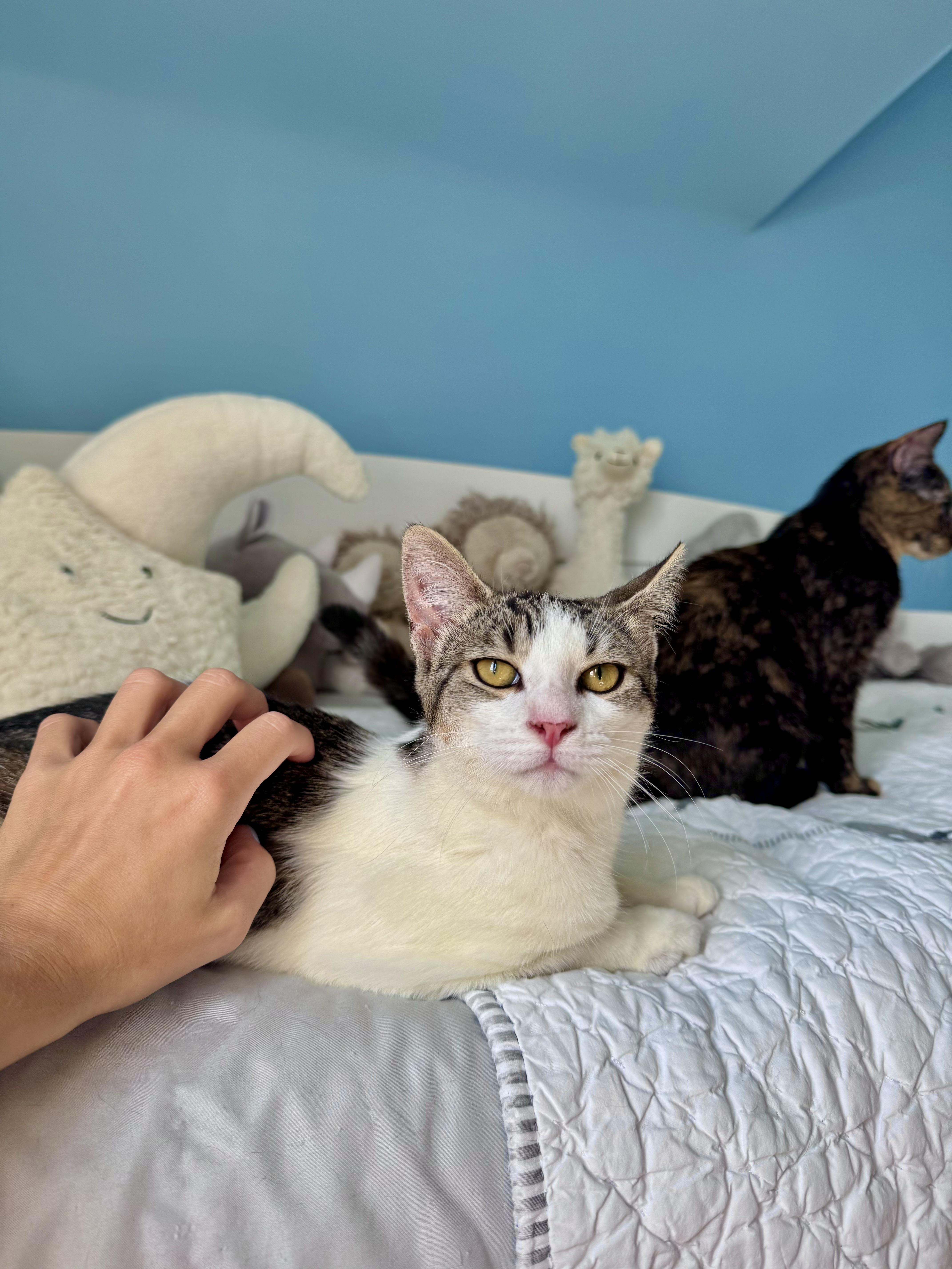 Miso thumbnail 4