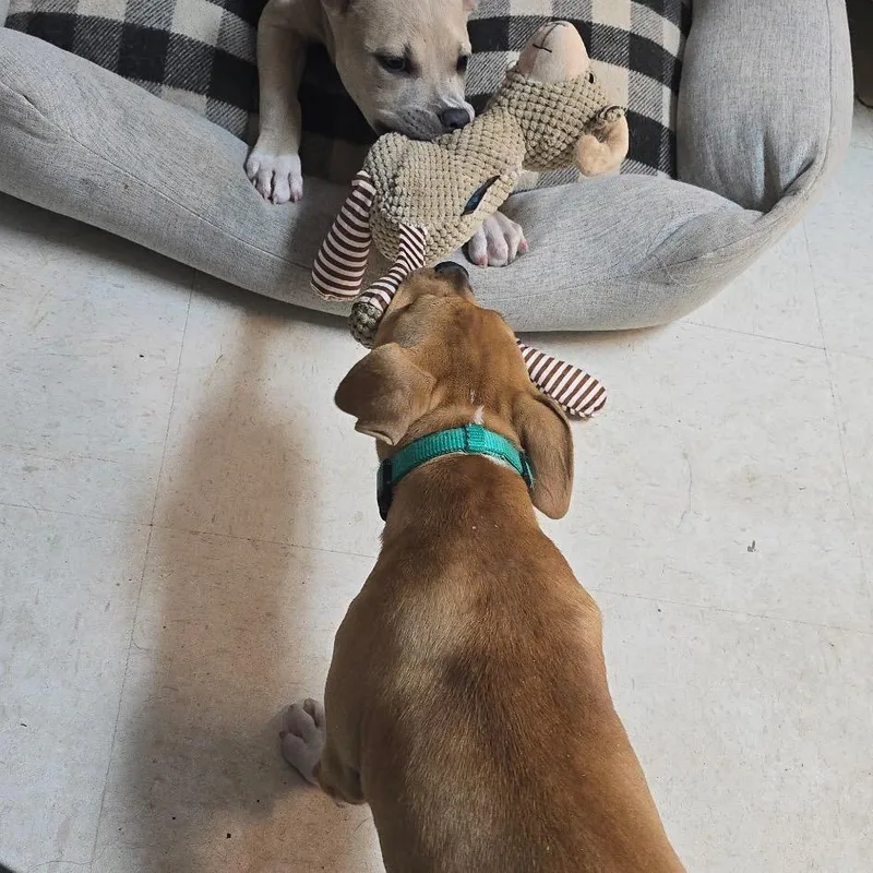 A baby medium-sized female Red / Chestnut / Orange Mixed Breed dog named Duchess for adoption in Mebane, NC