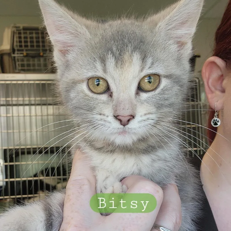A baby small-sized female Brown / Chocolate Domestic Short Hair cat named Bitsy for adoption in Columbia Station, OH