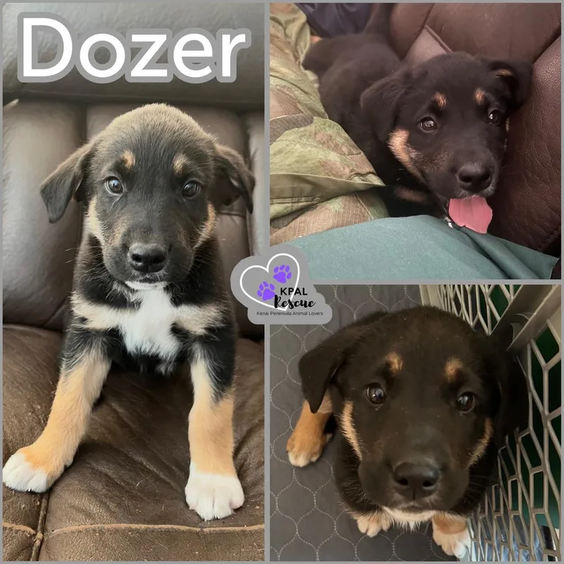 Dozer thumbnail 2
