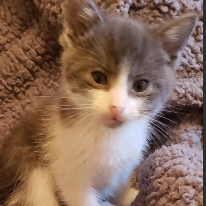 A baby small-sized male Gray / Blue / Silver Domestic Short Hair cat named Jett for adoption in League City, TX