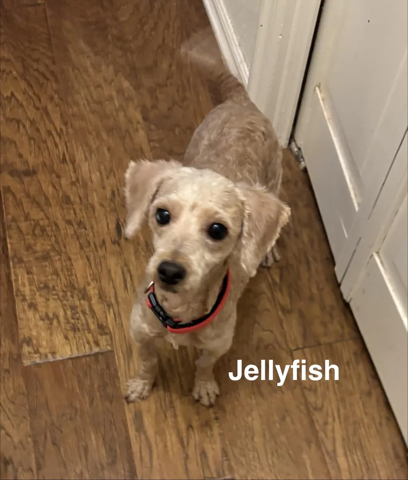 Jellyfish thumbnail 3