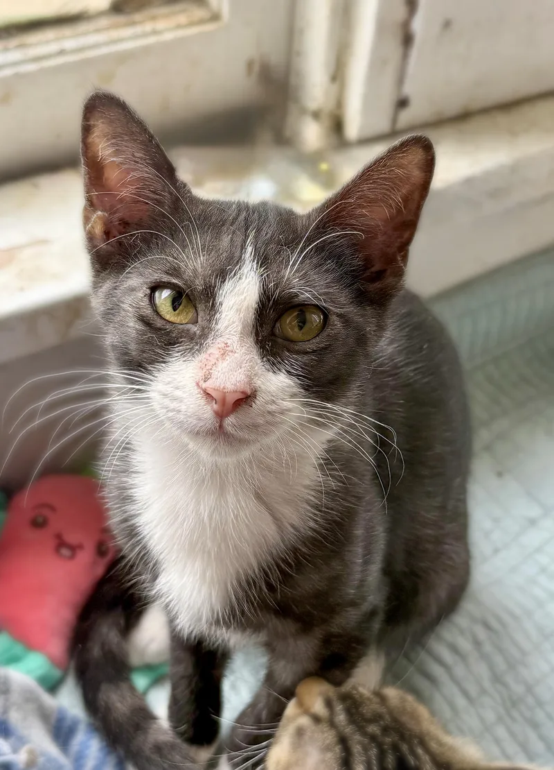 A baby medium-sized male Black Domestic Short Hair cat named Franklin for adoption in Shreveport, LA