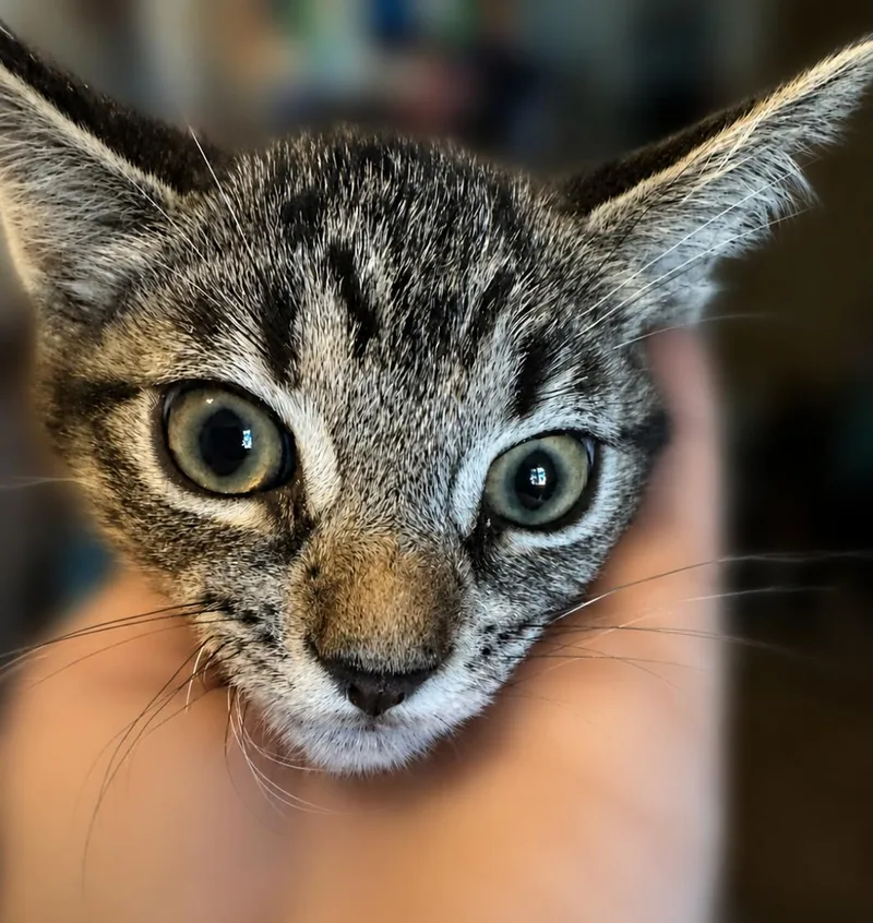 A baby medium-sized male Tabby (Brown / Chocolate) Tabby cat named Sebastian for adoption in Fresno, CA