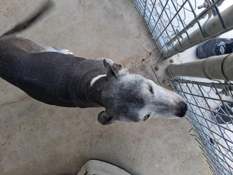 A senior medium-sized female Pit Bull Terrier dog named Lisa for adoption in Brownwood, TX