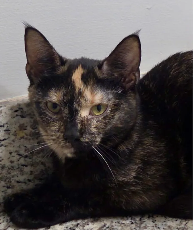 A baby medium-sized female Domestic Short Hair cat named Gingersnap for adoption in Kinston, NC