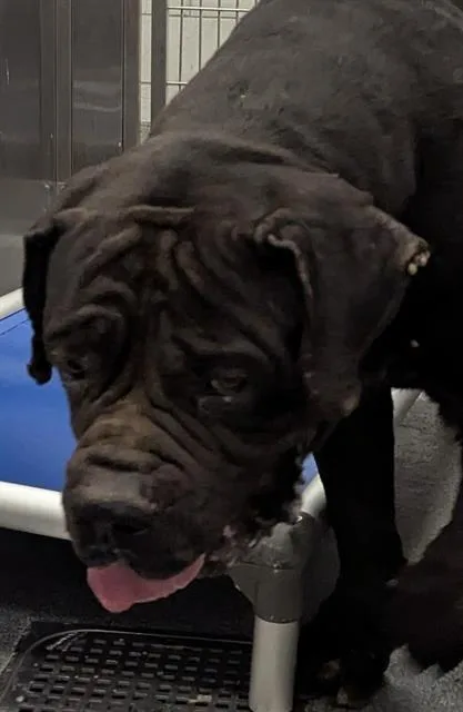 An adult extra large-sized male Mixed Breed dog named Bull for adoption in Dallas, TX