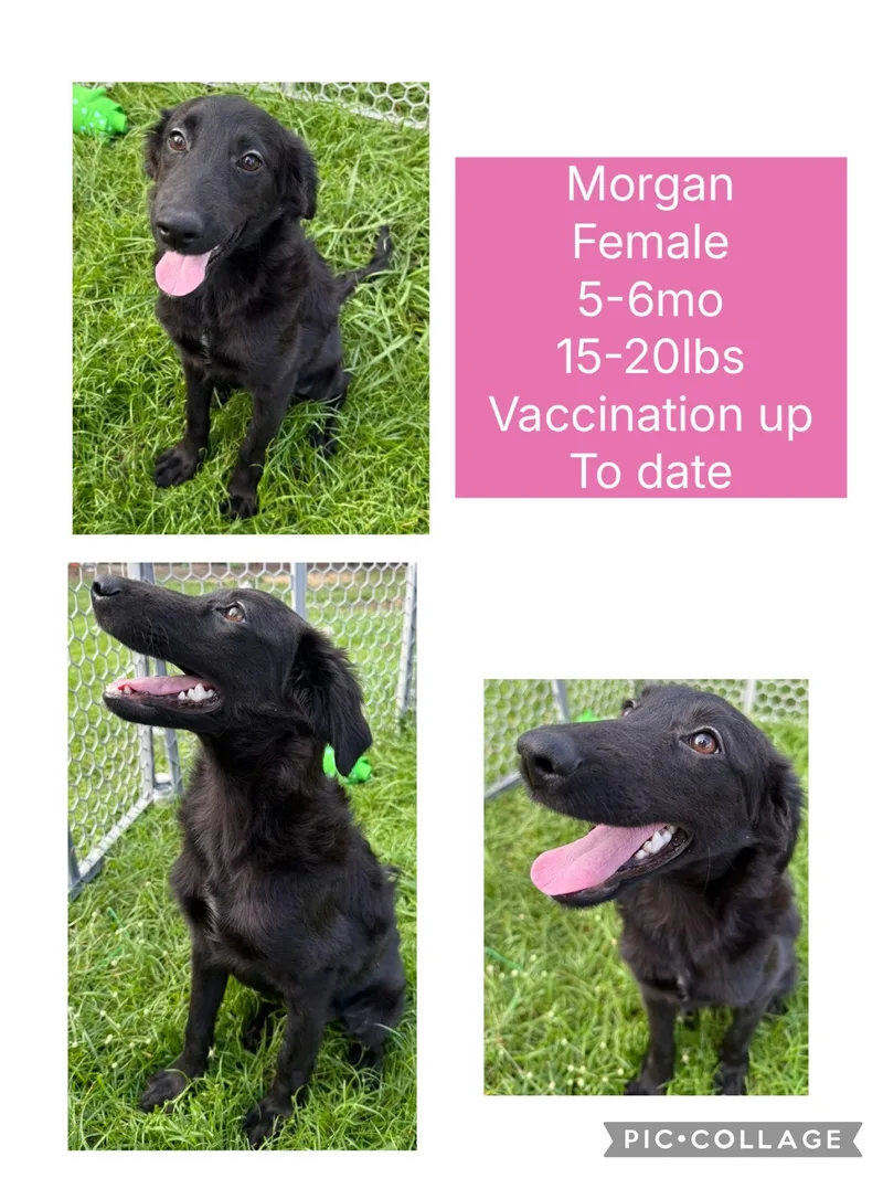 A young small-sized female Mixed Breed dog named Morgan for adoption in San Juan, PR