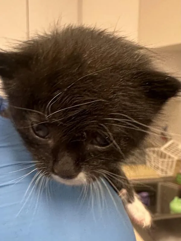 A baby small-sized male Domestic Short Hair cat named Pablo for adoption in Silverdale, WA