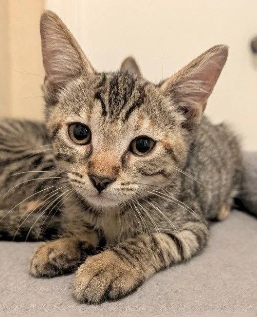 A baby medium-sized female Domestic Short Hair cat named Jessie for adoption in Oviedo, FL