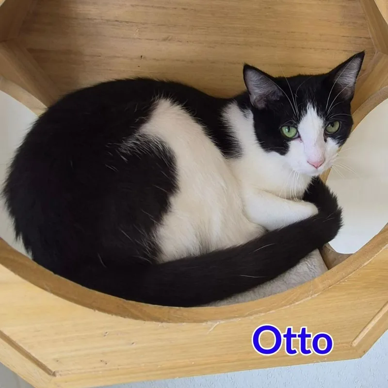 Otto