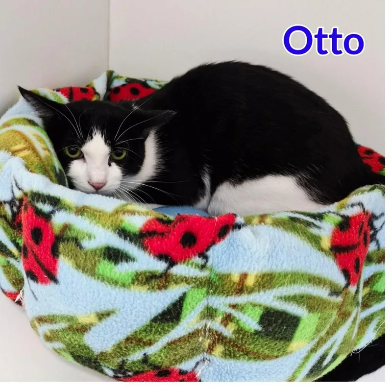Otto thumbnail 2