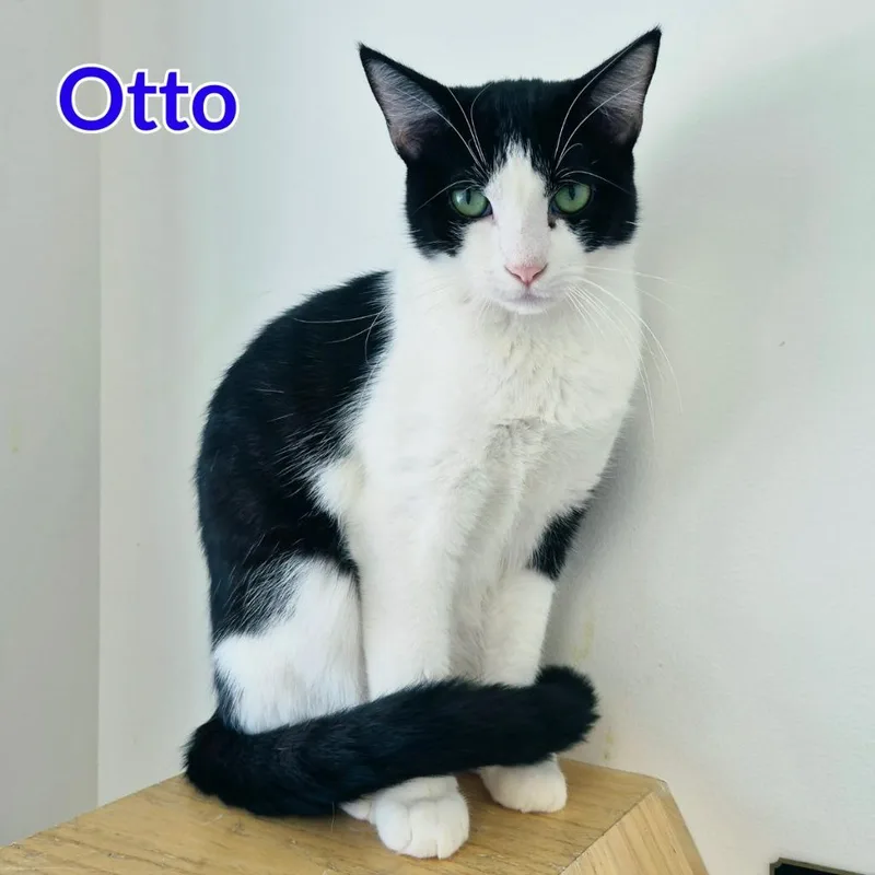 Otto thumbnail 3