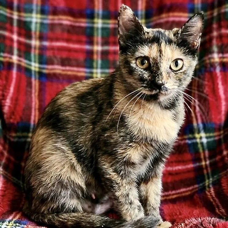 A young medium-sized female Tortoiseshell Domestic Short Hair cat named Topaz Rose for adoption in Liverpool, TX