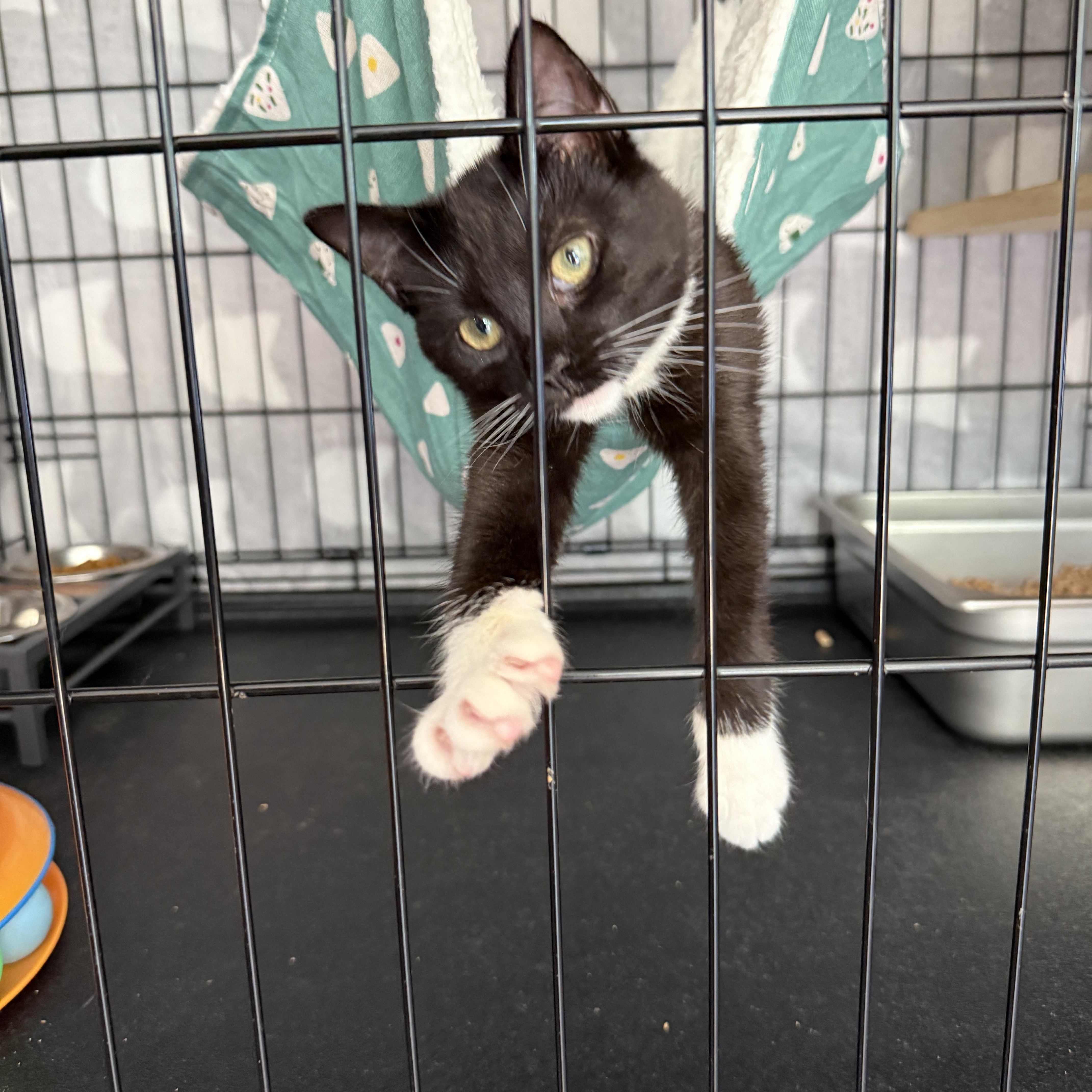 A baby medium-sized female Black & White / Tuxedo Domestic Short Hair cat named Grogu Solis for adoption in Stowe, PA