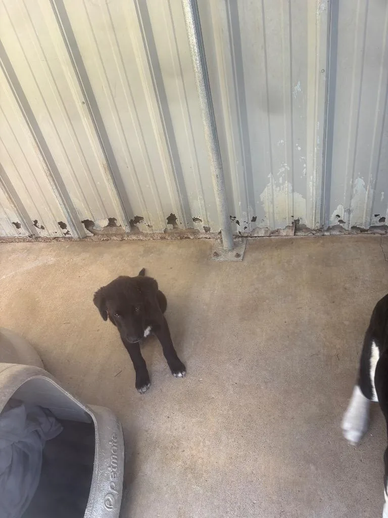 A baby large-sized female Labrador Retriever dog named Willow for adoption in Brownwood, TX