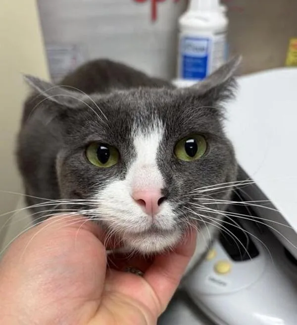 A young small-sized male Domestic Short Hair cat named Oliver Twist for adoption in Great Falls, MT