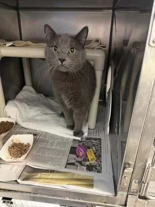 An adult small-sized male Domestic Short Hair cat named Afternoon for adoption in Madison, NJ