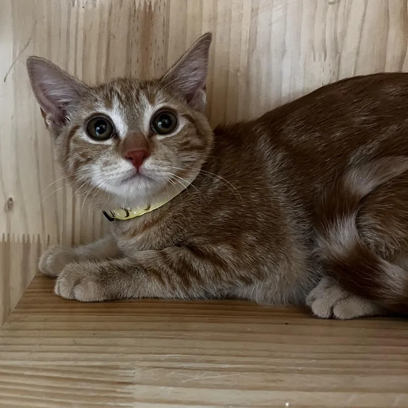 A baby small-sized female Orange / Red Domestic Short Hair cat named Popcorn for adoption in Yucca Valley, CA