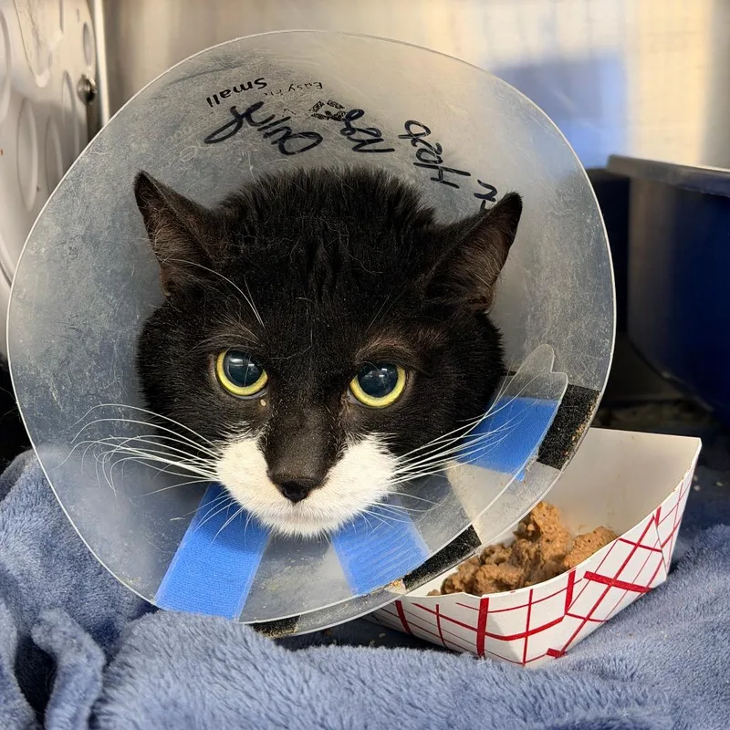 An adult medium-sized male Black Domestic Short Hair cat named Noche for adoption in New York, NY