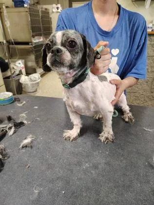 An adult small-sized male Shih Tzu dog named Murphy for adoption in Clarks Summit, PA