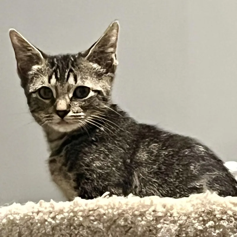 A baby medium-sized female Tabby (Brown / Chocolate) Tabby cat named Scout for adoption in Memphis, TN